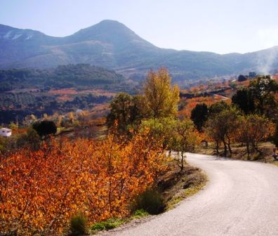 vista de la huerta de Torres