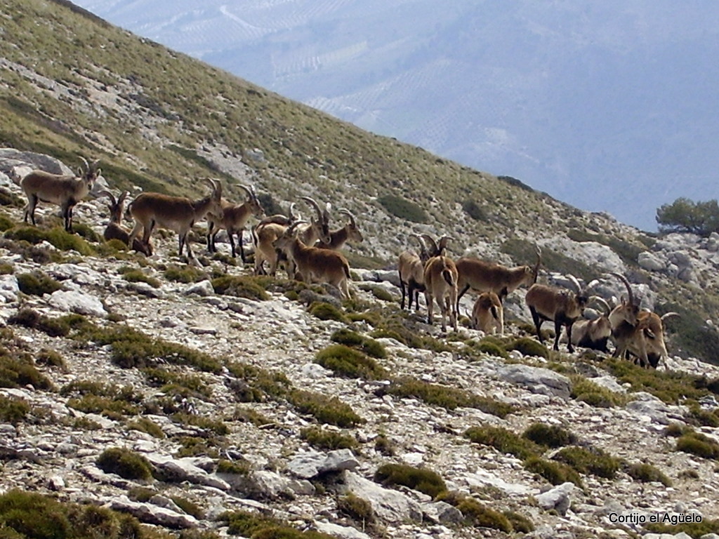 Cabras Monteses